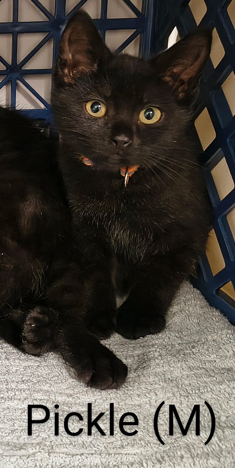 adoptable Cat in Saugerties, NY named Pickle