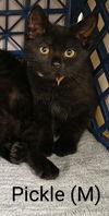 adoptable Cat in saugerties, NY named Pickle