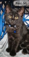 adoptable Cat in , NY named Basil