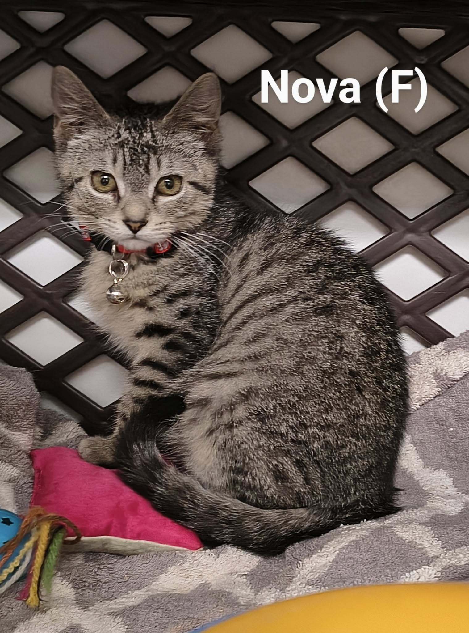 adoptable Cat in Saugerties, NY named Nova