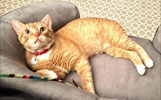 ROMI - Domestic Short Hair / Tabby available for adoption