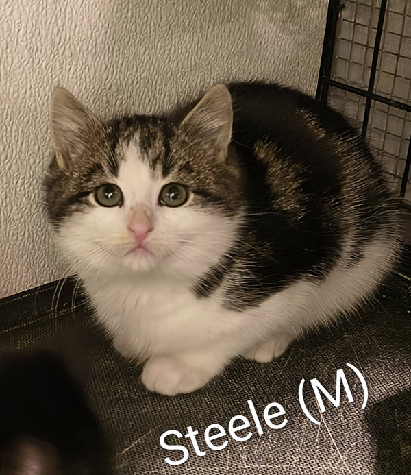 Steele