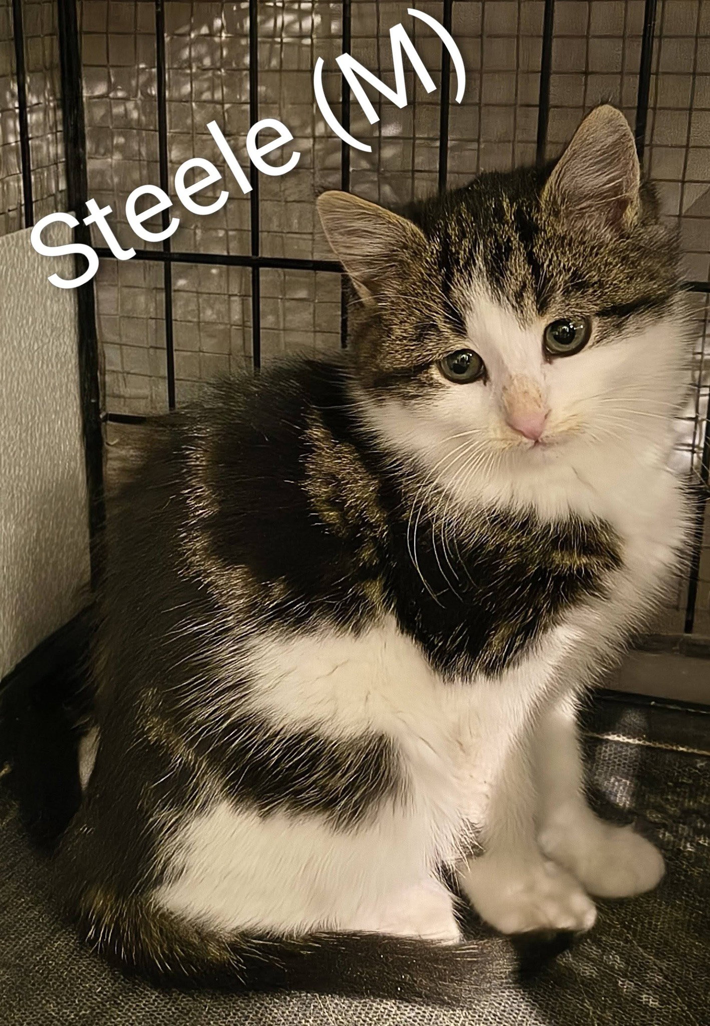 Steele