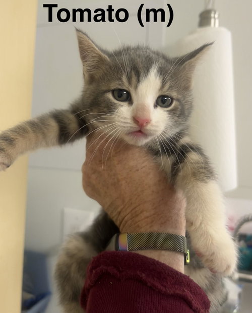 Tomatoe, an adoptable Domestic Short Hair in Saugerties, NY