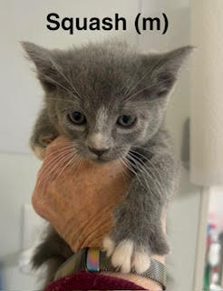 Squash, an adoptable Domestic Short Hair in Saugerties, NY