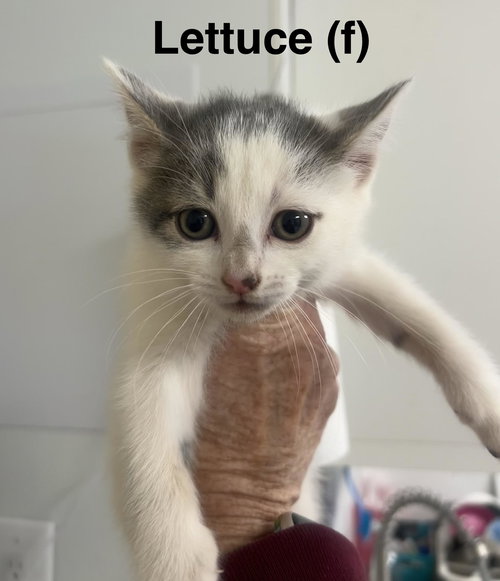 Lettuce, an adoptable Domestic Short Hair in Saugerties, NY