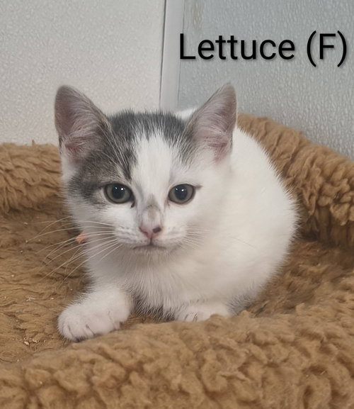Lettuce, Baby Domestic Short Hair (short coat), cat for adoption in Albany, New York