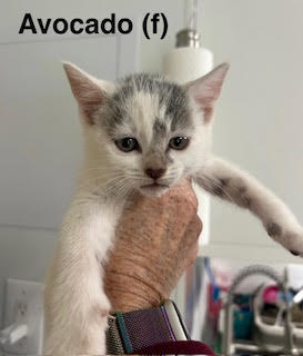 Avocado, an adoptable Domestic Short Hair in Saugerties, NY