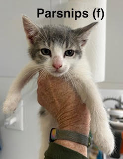 Parsnips, an adoptable Domestic Short Hair in Saugerties, NY