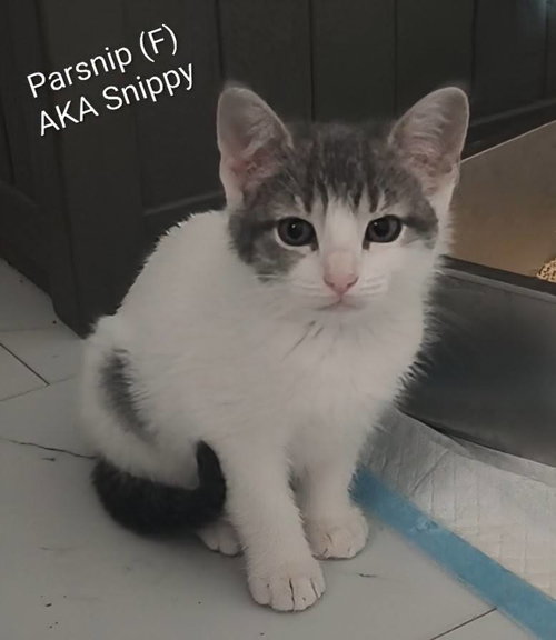 Parsnips, Baby Domestic Short Hair (short coat), cat for adoption in Troy, New York