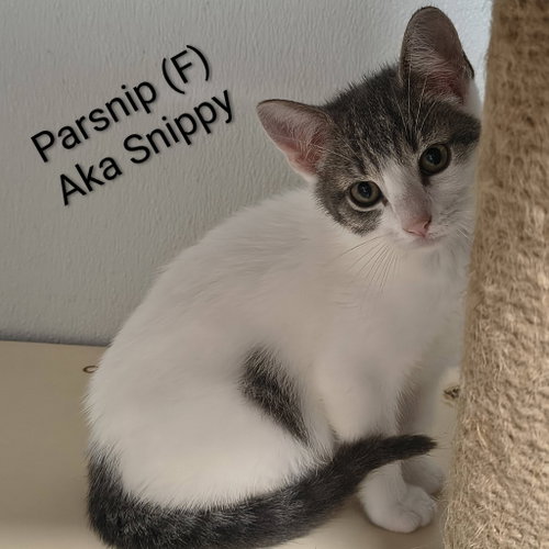 Parsnips, an adoptable Domestic Short Hair in Saugerties, NY