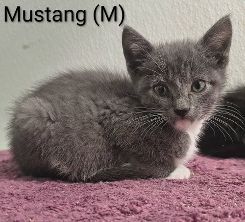 Mustang
