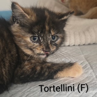 Tortellini