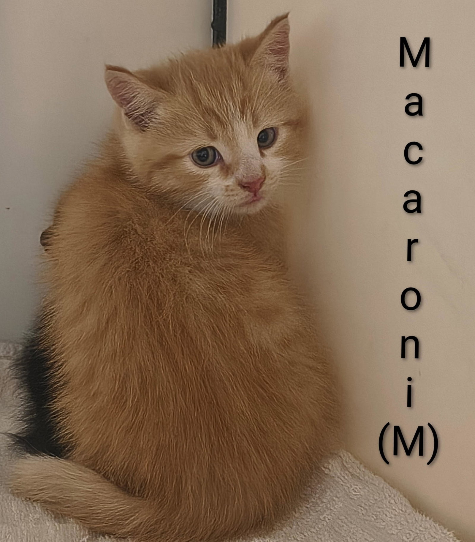 Macaroni
