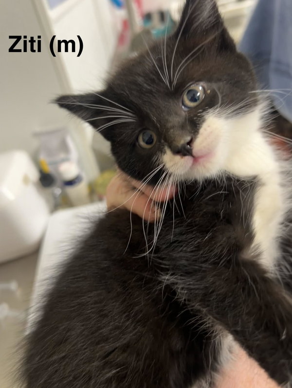 Ziti