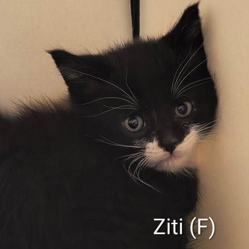 Ziti