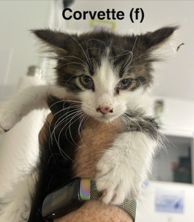 Corvette photo 2