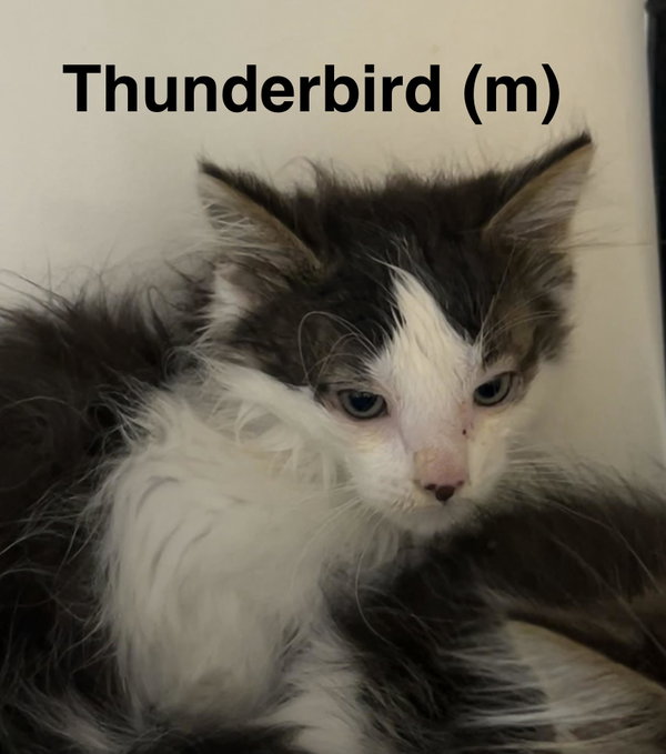 Thunderbird