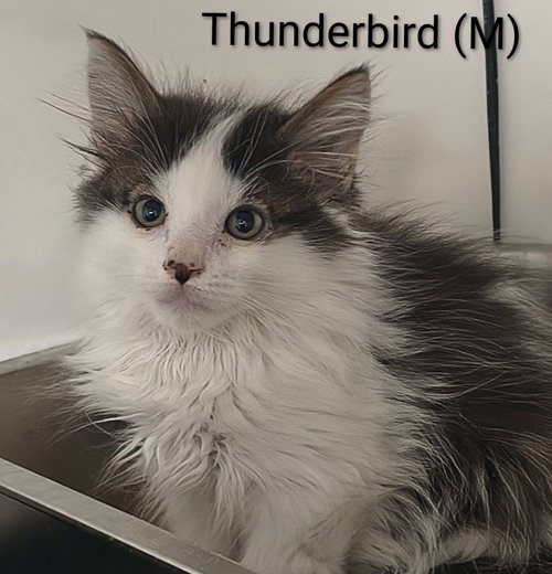 Thunderbird