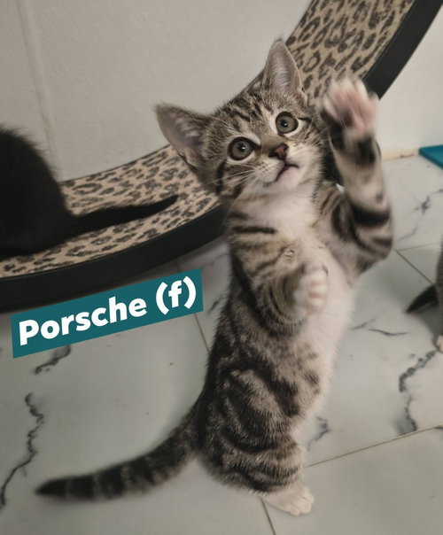 Porsche