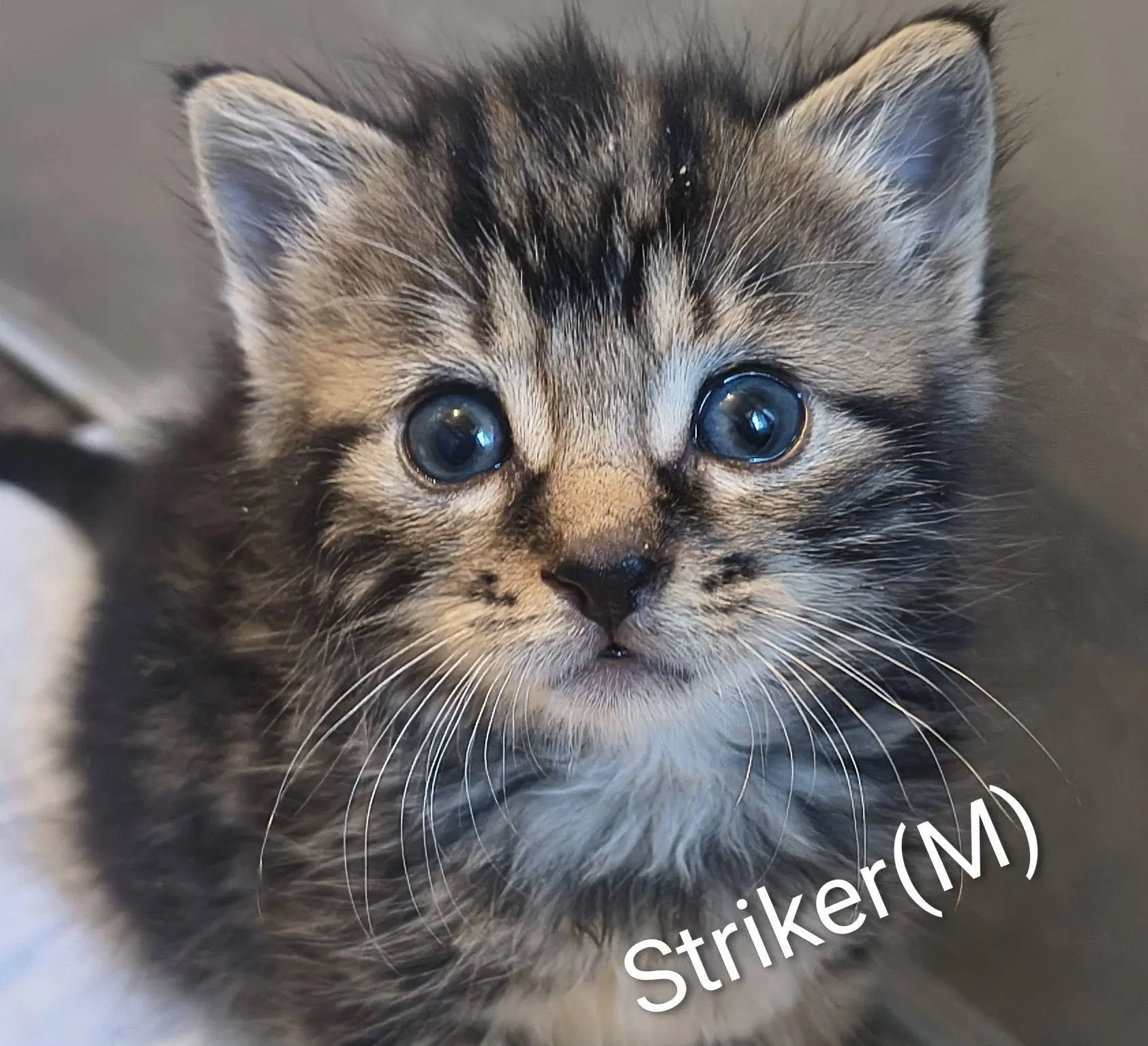 Striker image 2