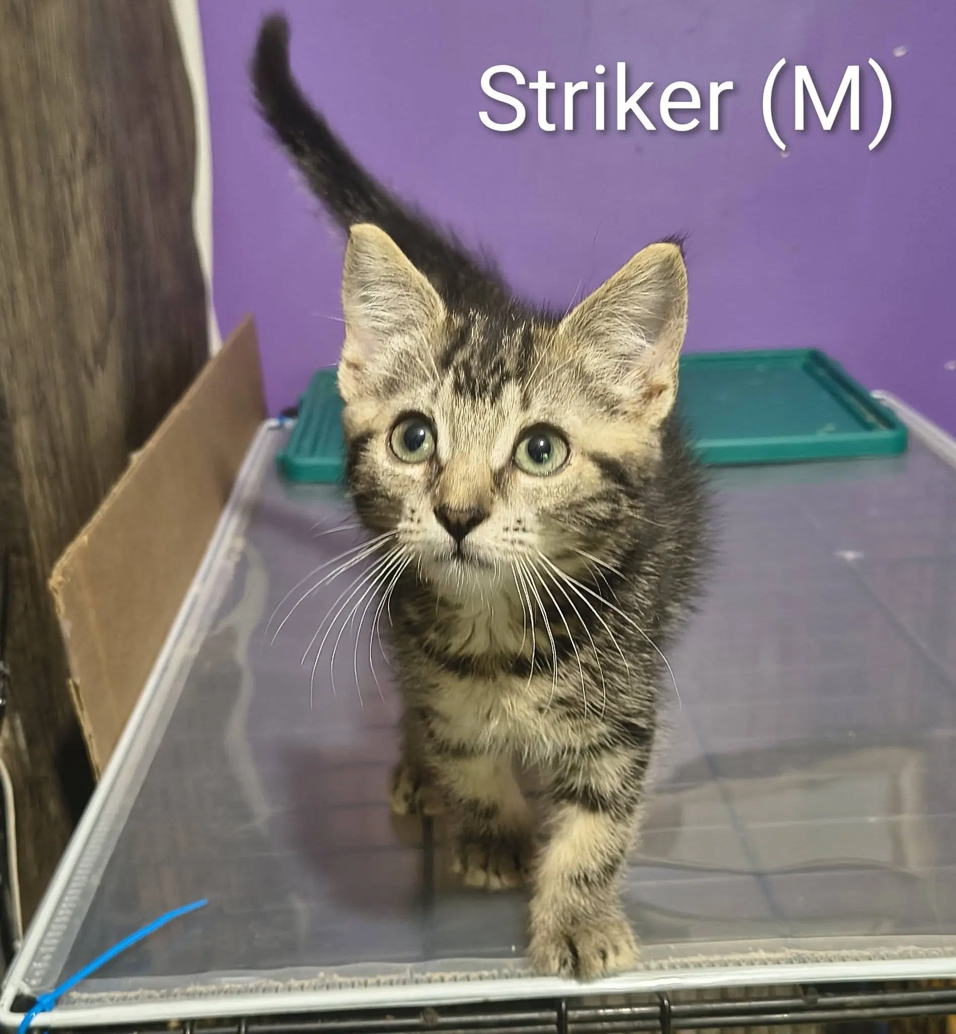 Striker - Domestic Short Hair