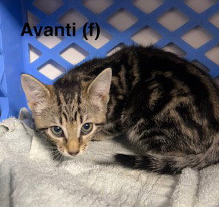 Avanti photo 2