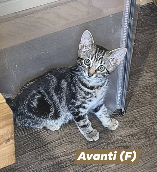 Avanti