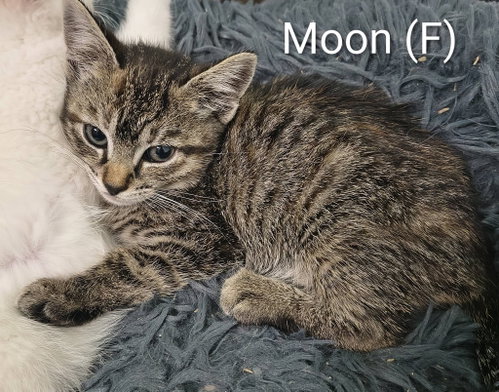 Moon