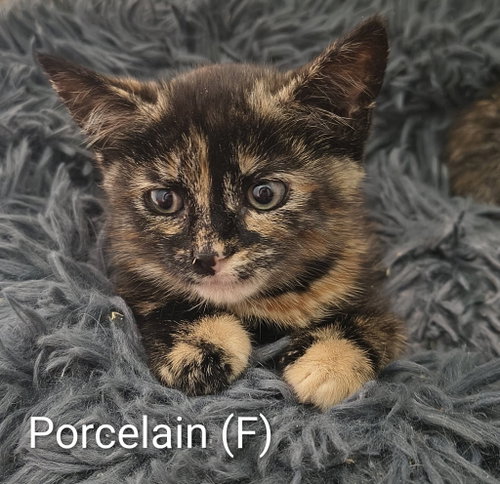 Porcelain