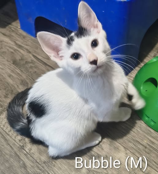 Bubble