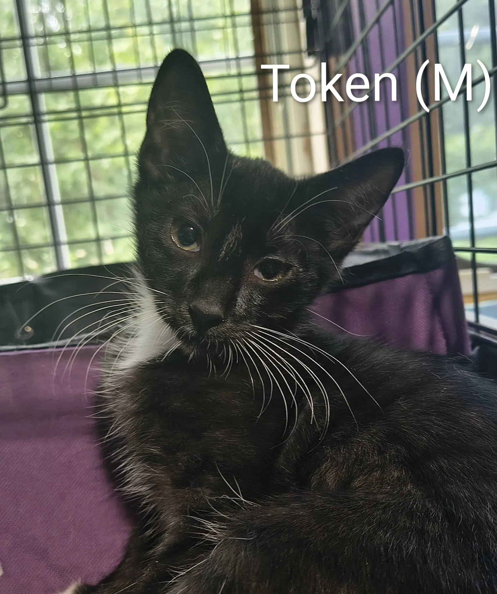 Token - Domestic Short Hair