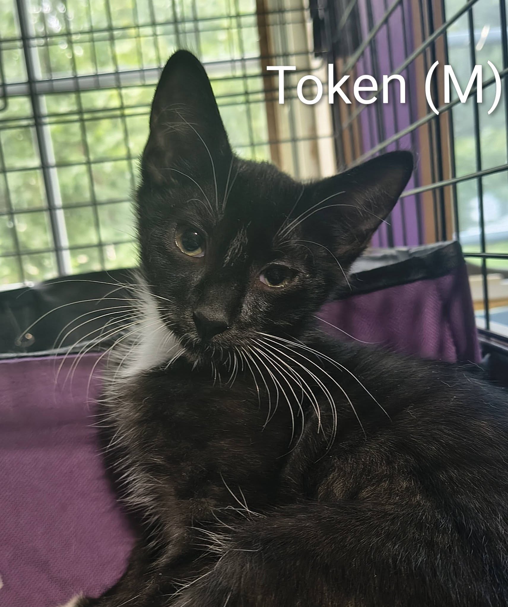 Token