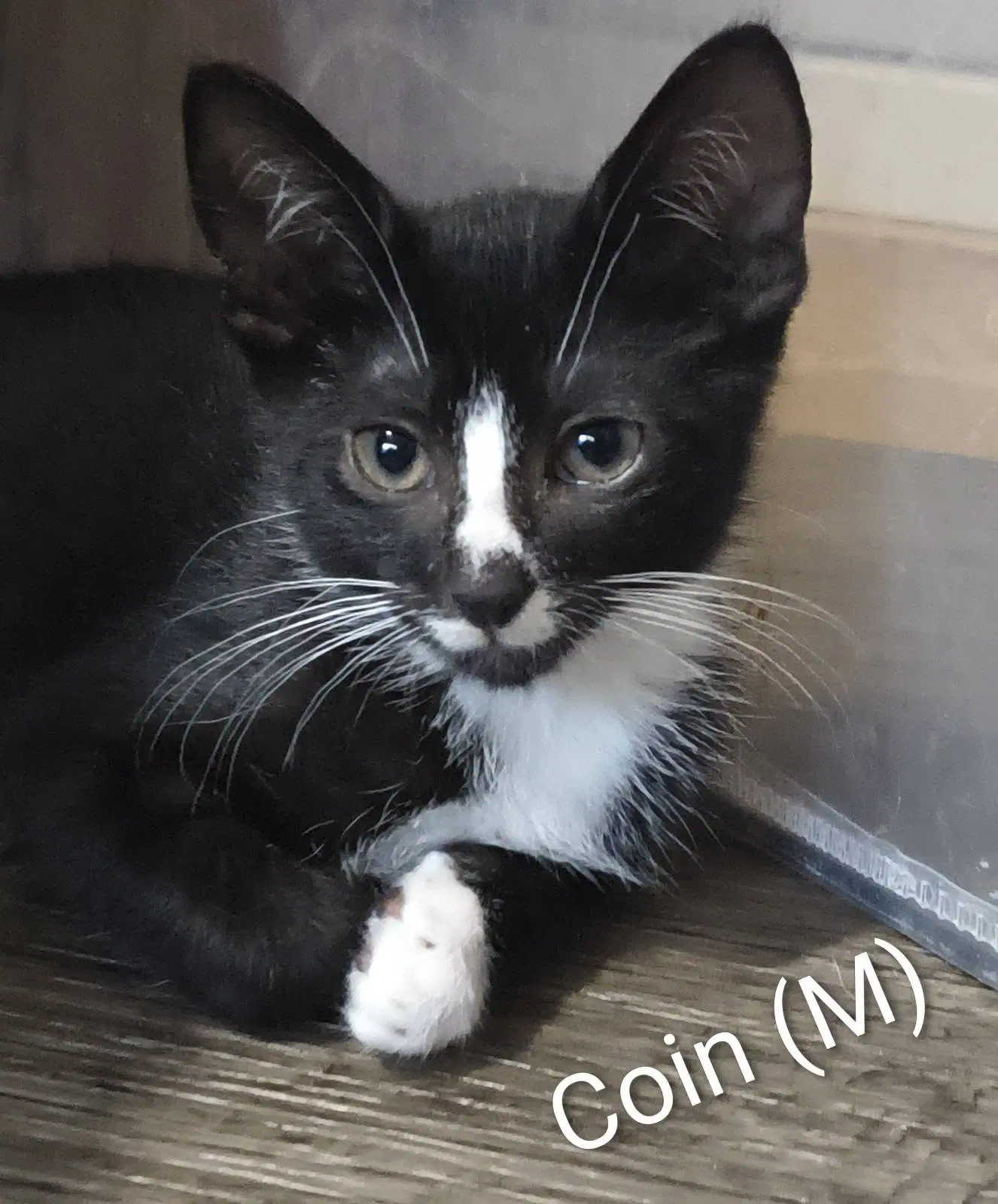 Coin - Domestic Short Hair