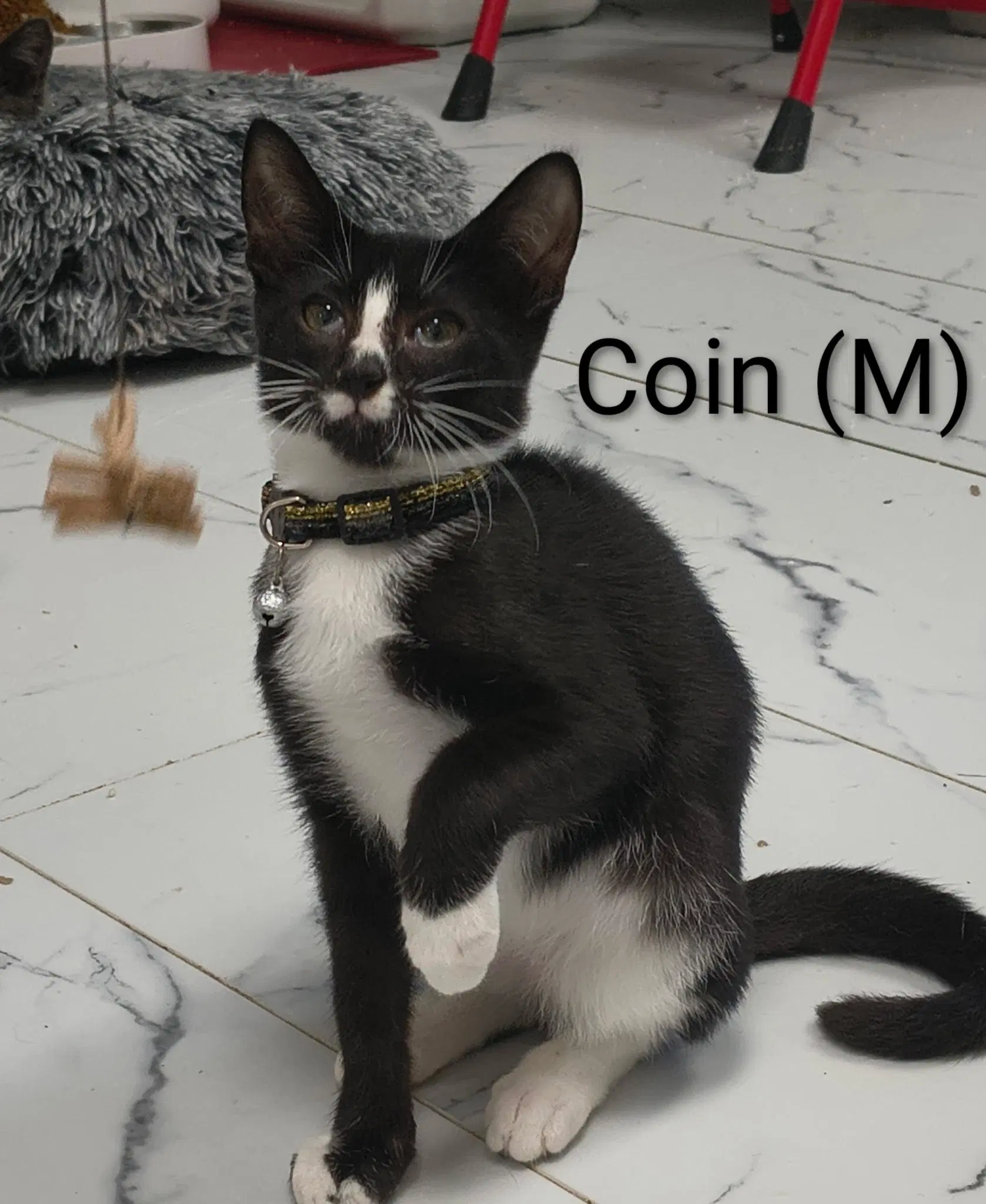 Coin - Domestic Short Hair