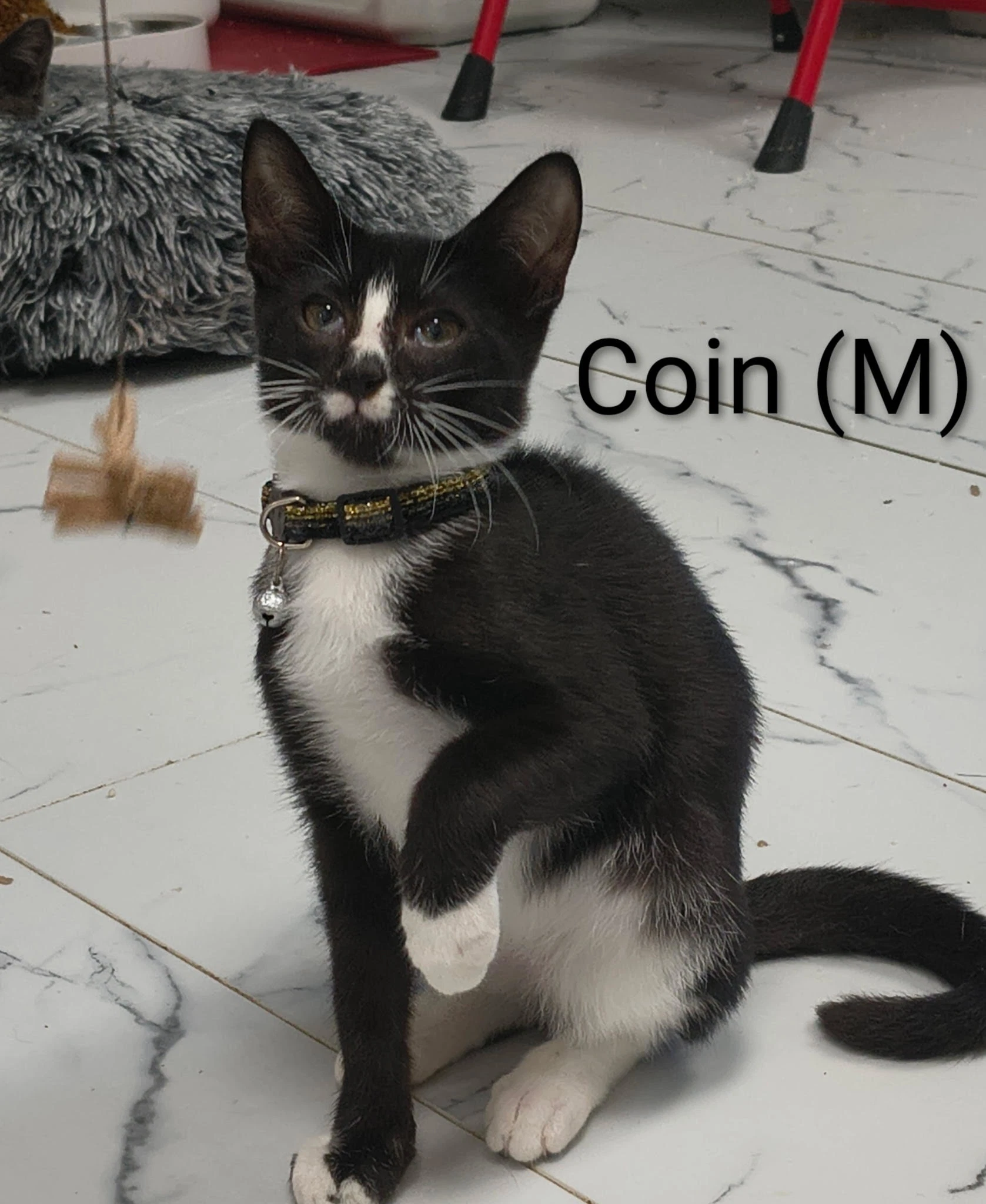 Coin