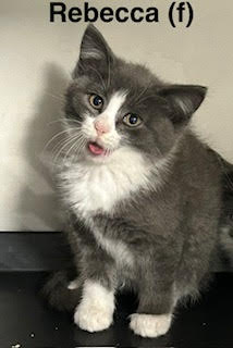 Rebecca, an adoptable Domestic Short Hair in Saugerties, NY