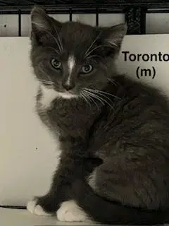 Toronto image 4