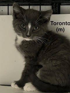 Toronto