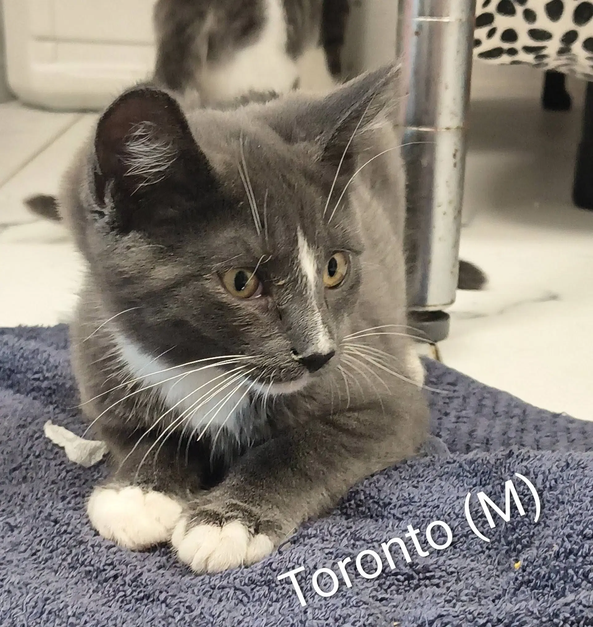 Toronto image 2