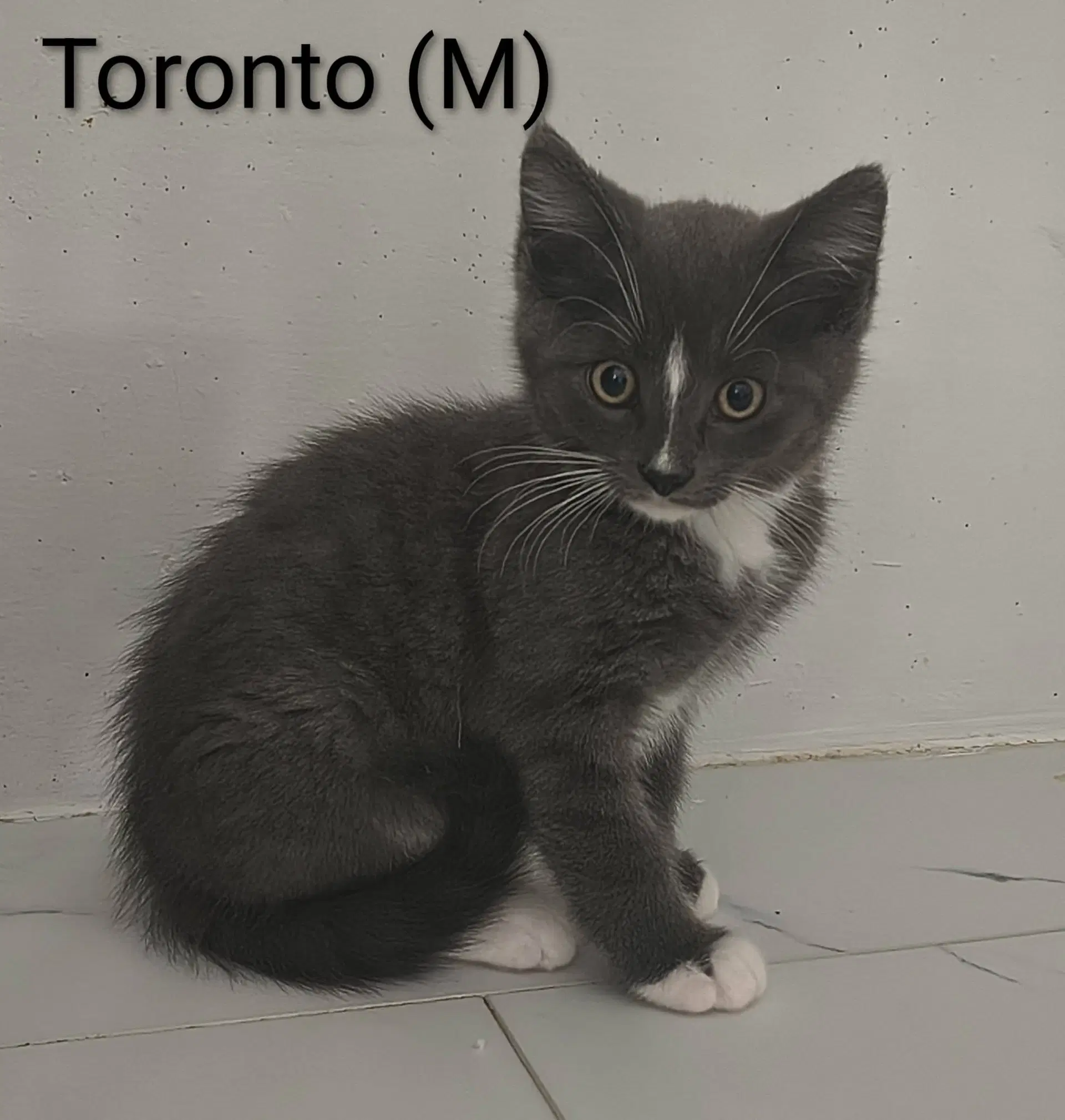 Toronto image 3