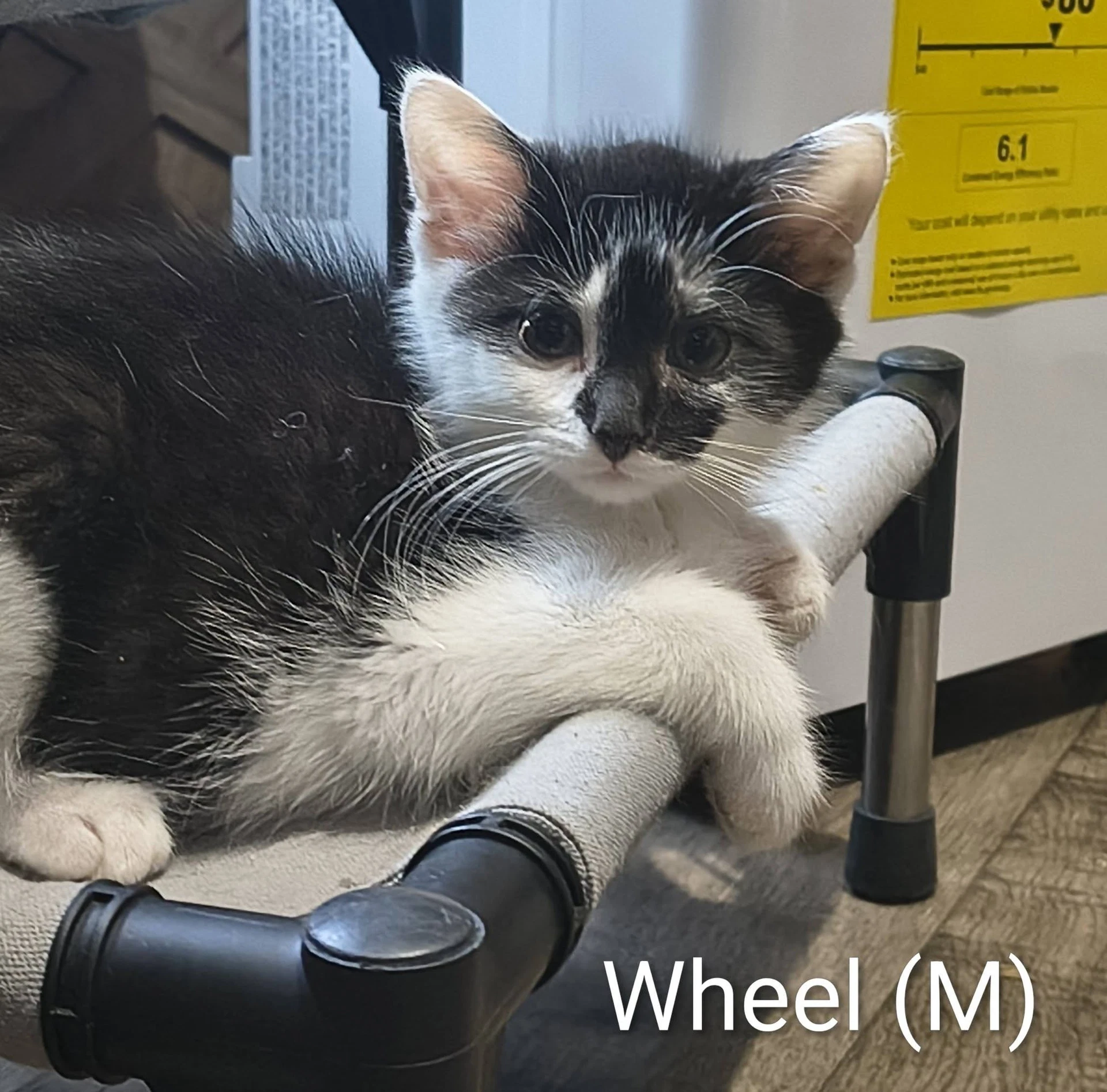 Wheel
