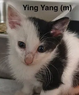 Ying-Yang image 2