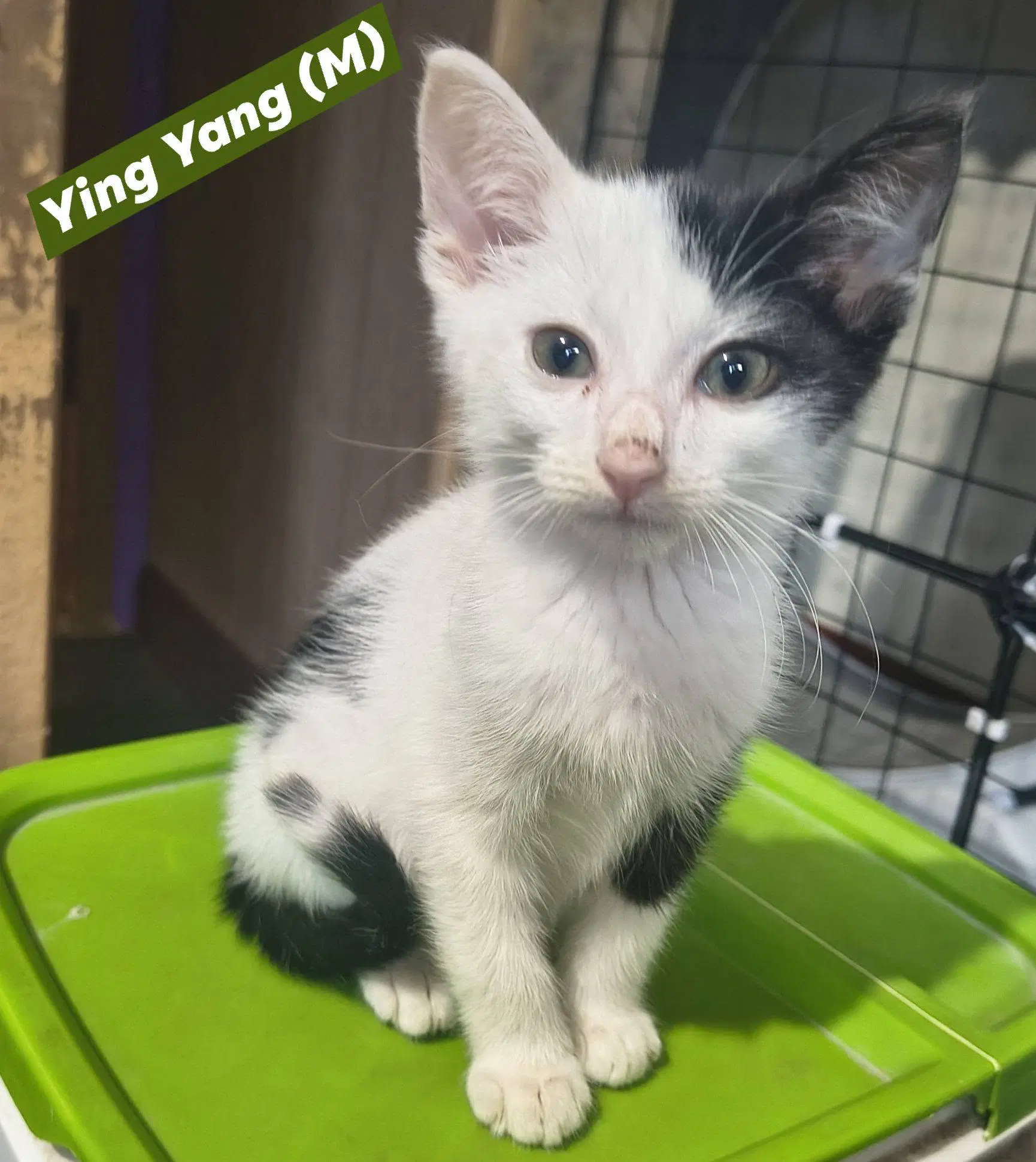 Ying-Yang - Domestic Short Hair