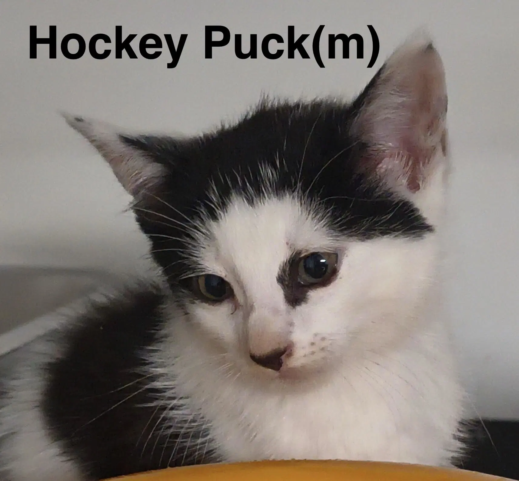 Hockey Puck image 2