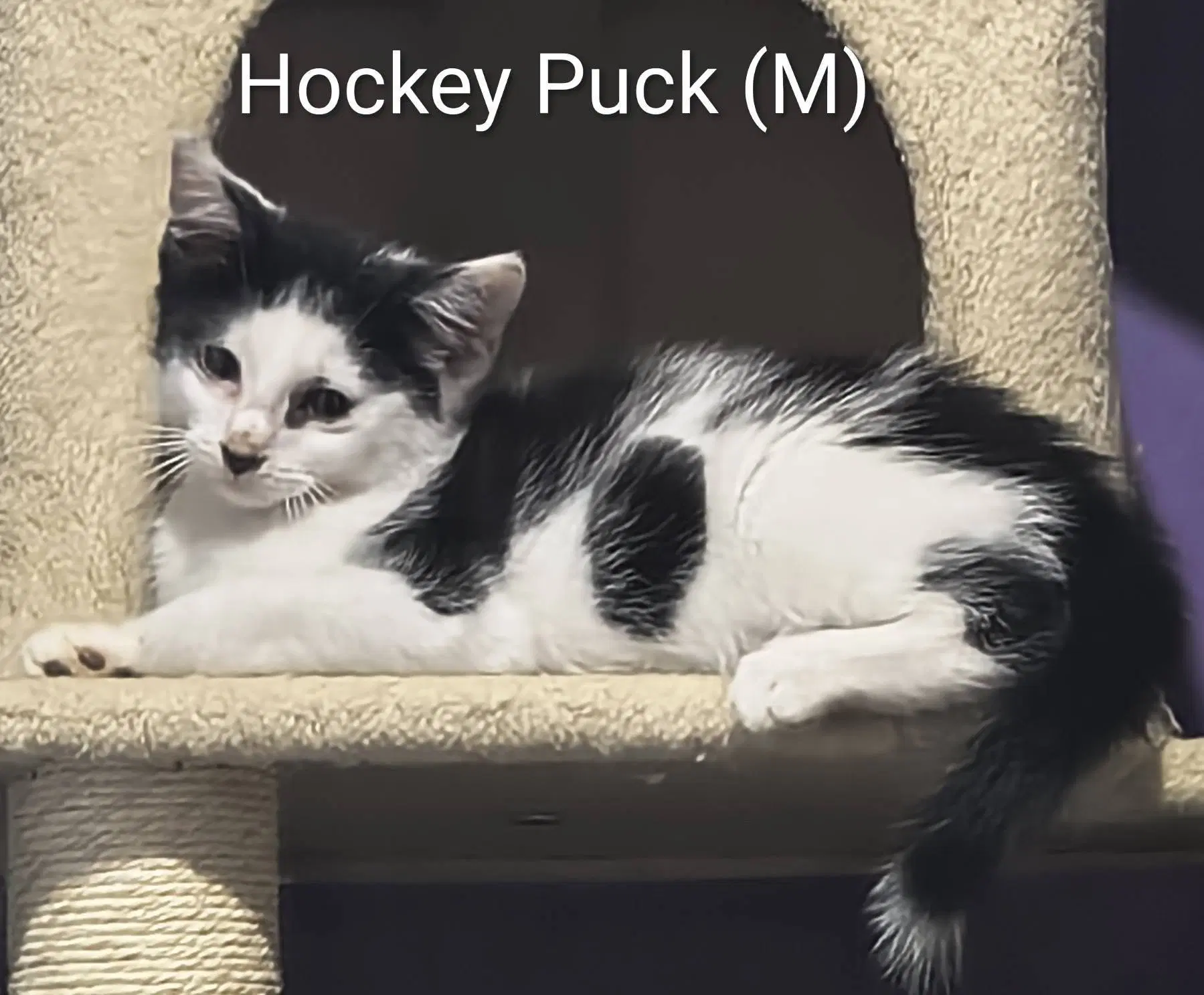 Hockey Puck - Domestic Short Hair