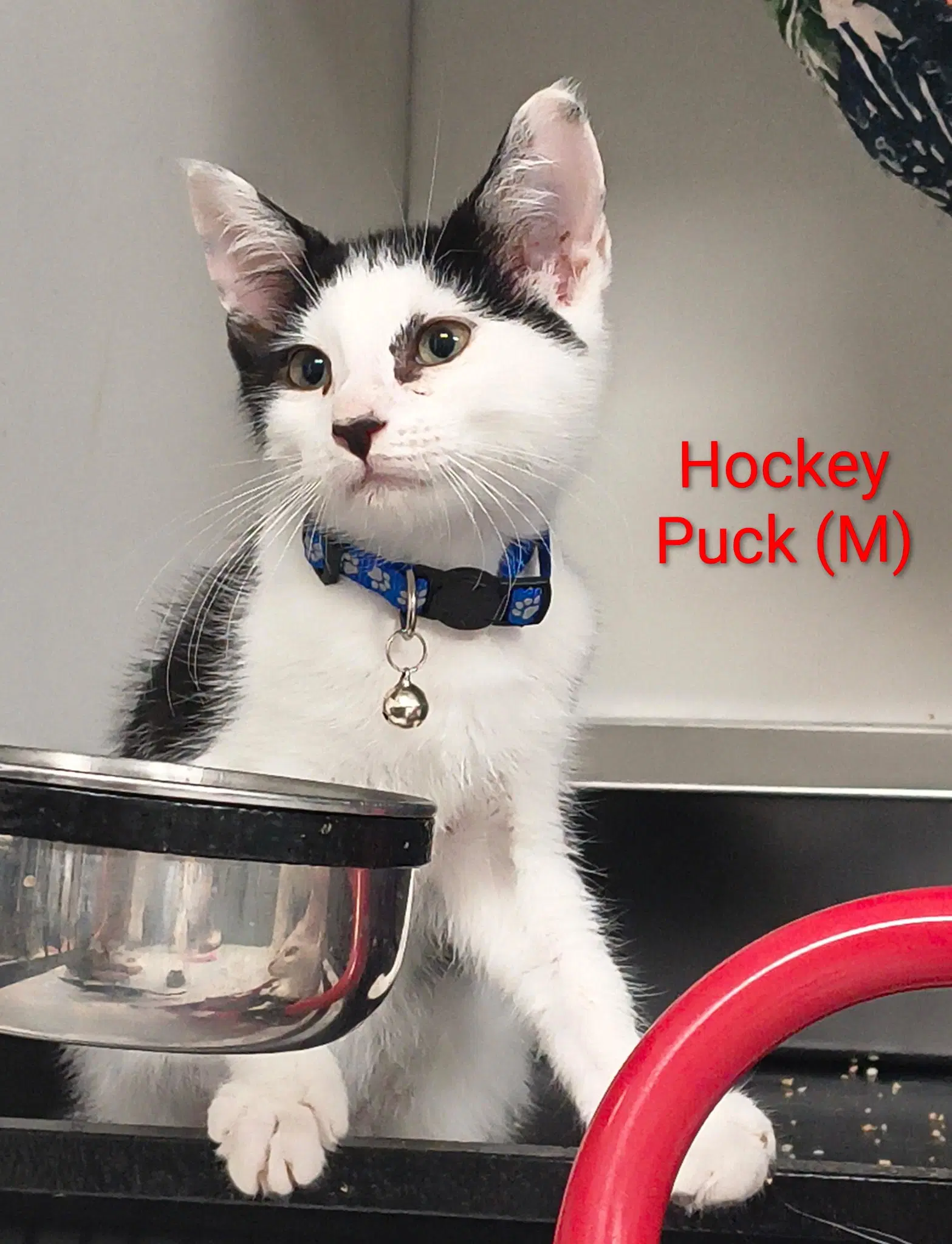 Hockey Puck - Domestic Short Hair