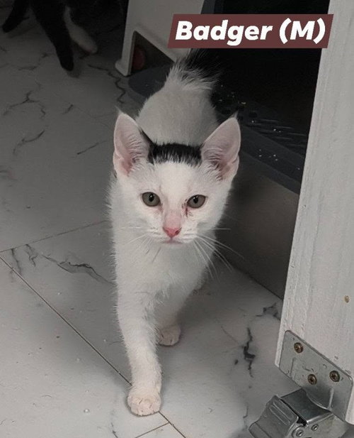 Badger, a cat for adoption from Cast Aside To Survive Inc