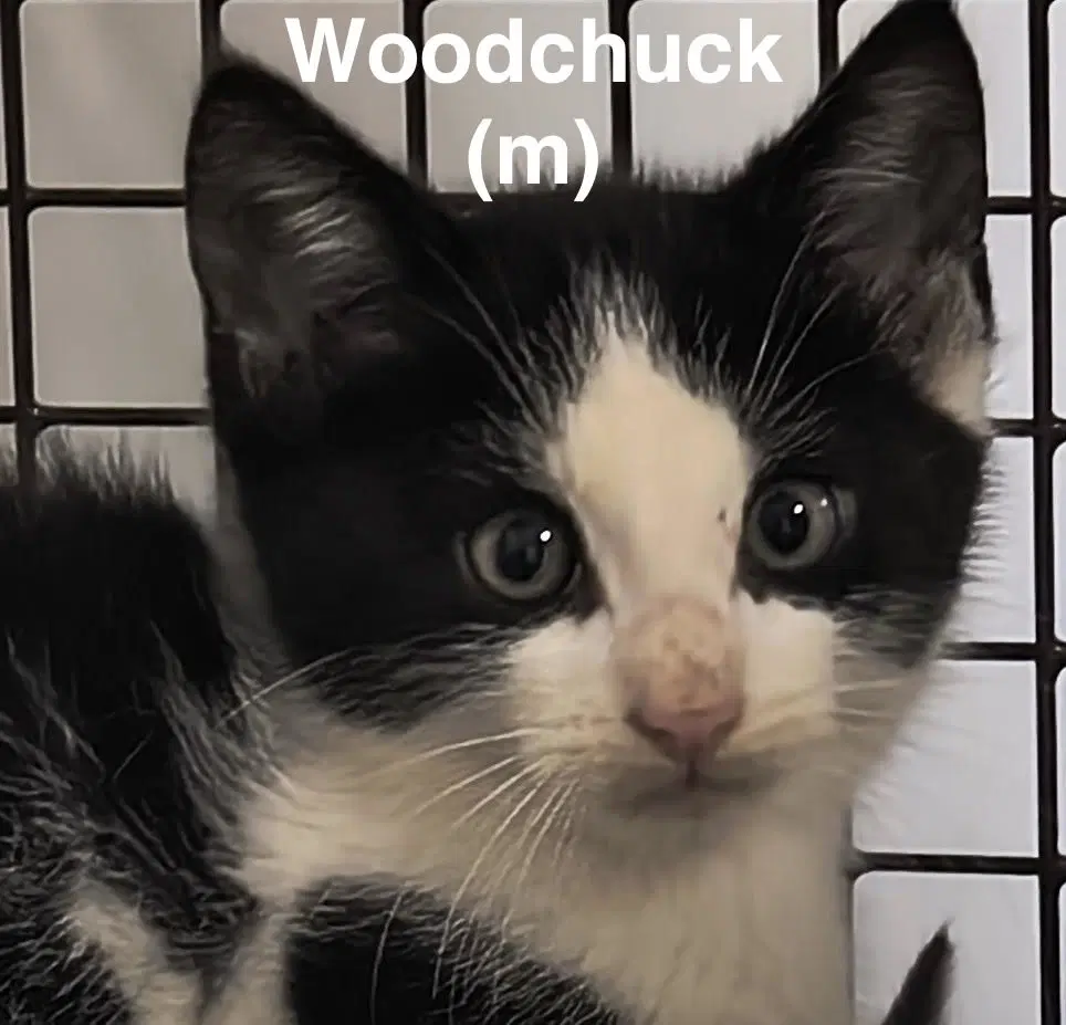 Woodchuck - Domestic Short Hair