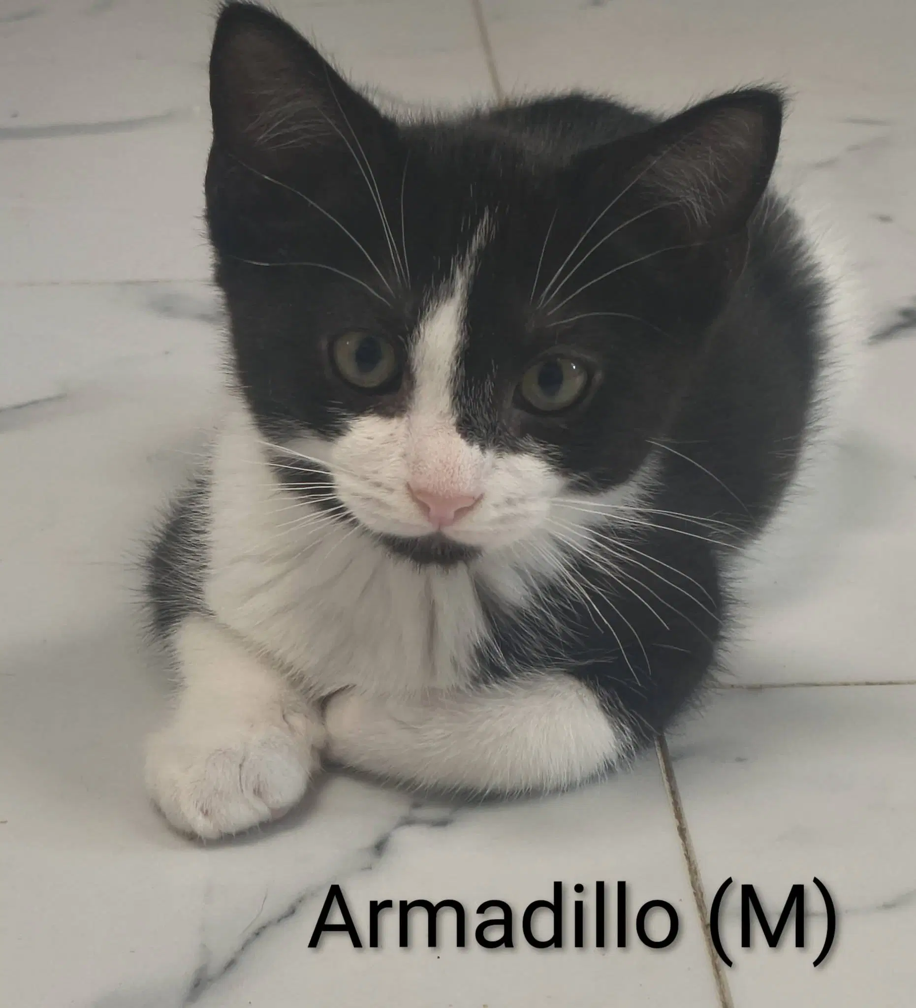 Armadillo image 3